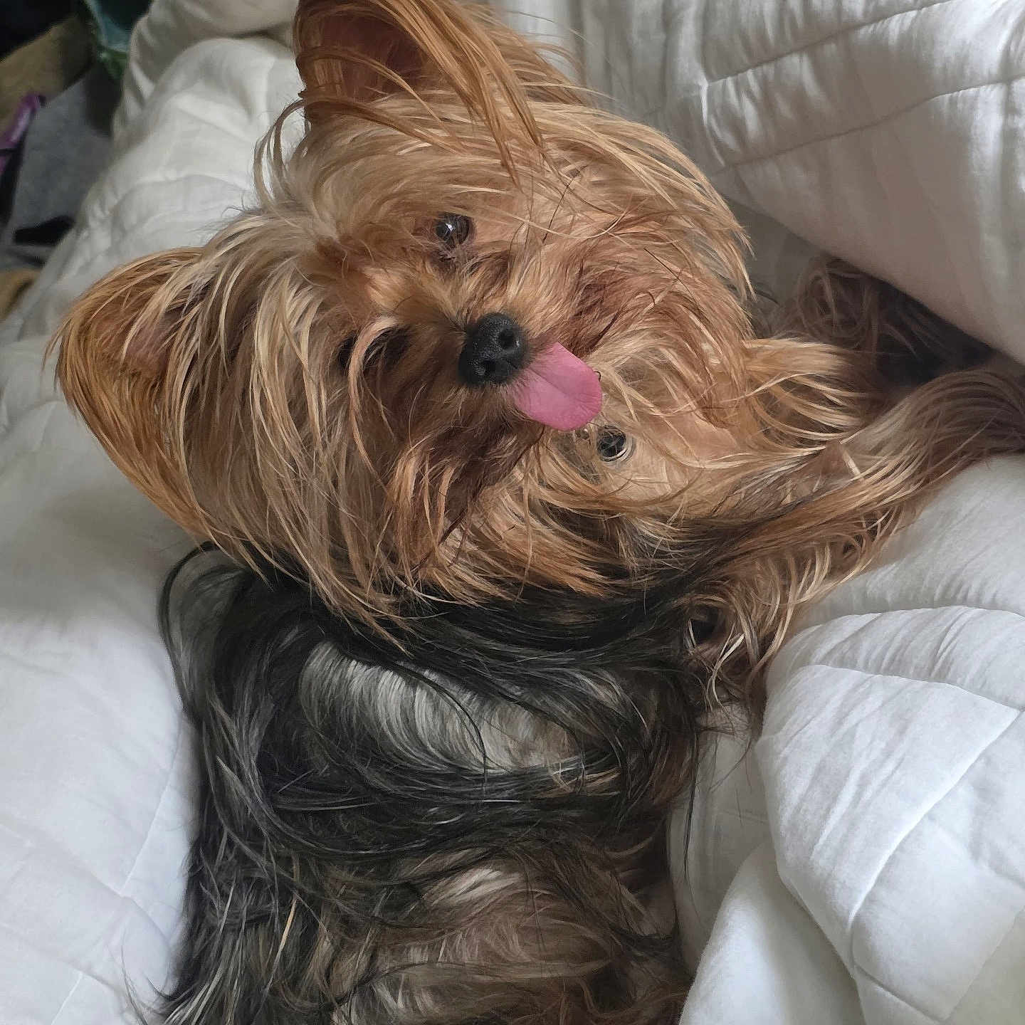 Teddy is registered to the contest to win money with this photo: adorable, animal, blanket, companion, cozy, cute, dog, fur, fur_texture, indoor, pet, playful, relaxed, resting, sleeping_area, small_dog, tongue, tongue_out, white, yorkshire_terrier