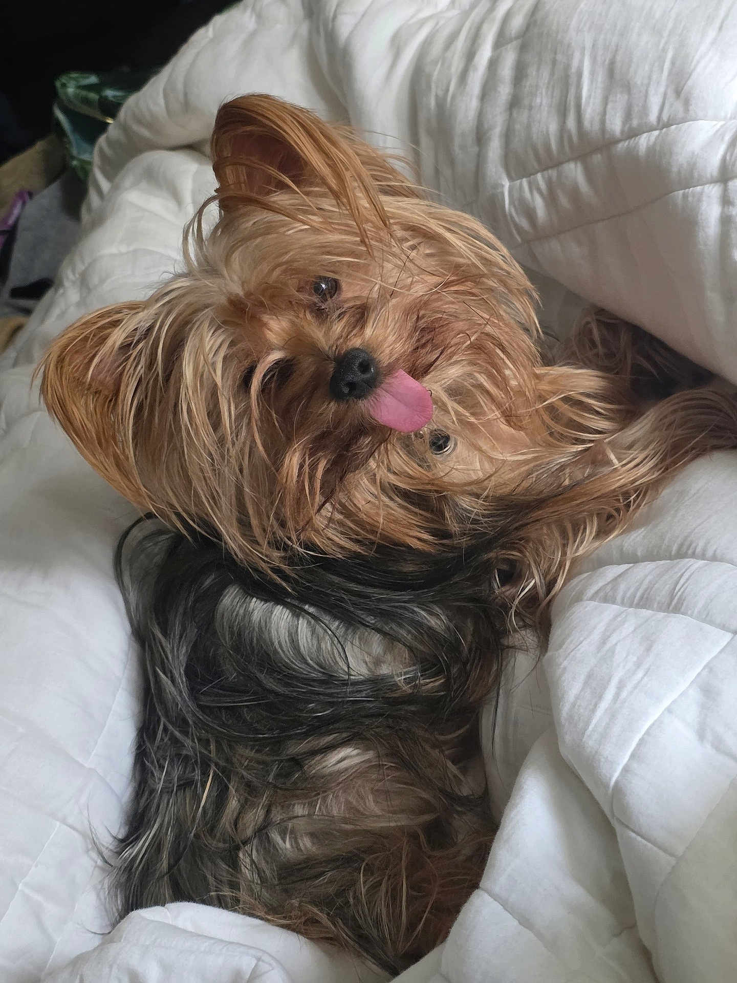 Teddy is registered to the contest to win money with this photo: dog, yorkshire_terrier, pet, tongue_out, fur, blanket, white, cute, small_dog, cozy, playful, animal, sleeping_area, indoor, fur_texture, resting, companion, adorable, tongue, relaxed