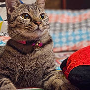 Berry is registered to the contest to win money with this photo: cat, tabby, pet, animal, feline, collar, bell, paws, whiskers, indoor, bedspread, patterned, plush_toy, curious, closeup, fur, ears, eyes, resting, cozy