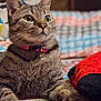 cat, tabby, pet, animal, feline, collar, bell, paws, whiskers, indoor, bedspread, patterned, plush_toy, curious, closeup, fur, ears, eyes, resting, cozy