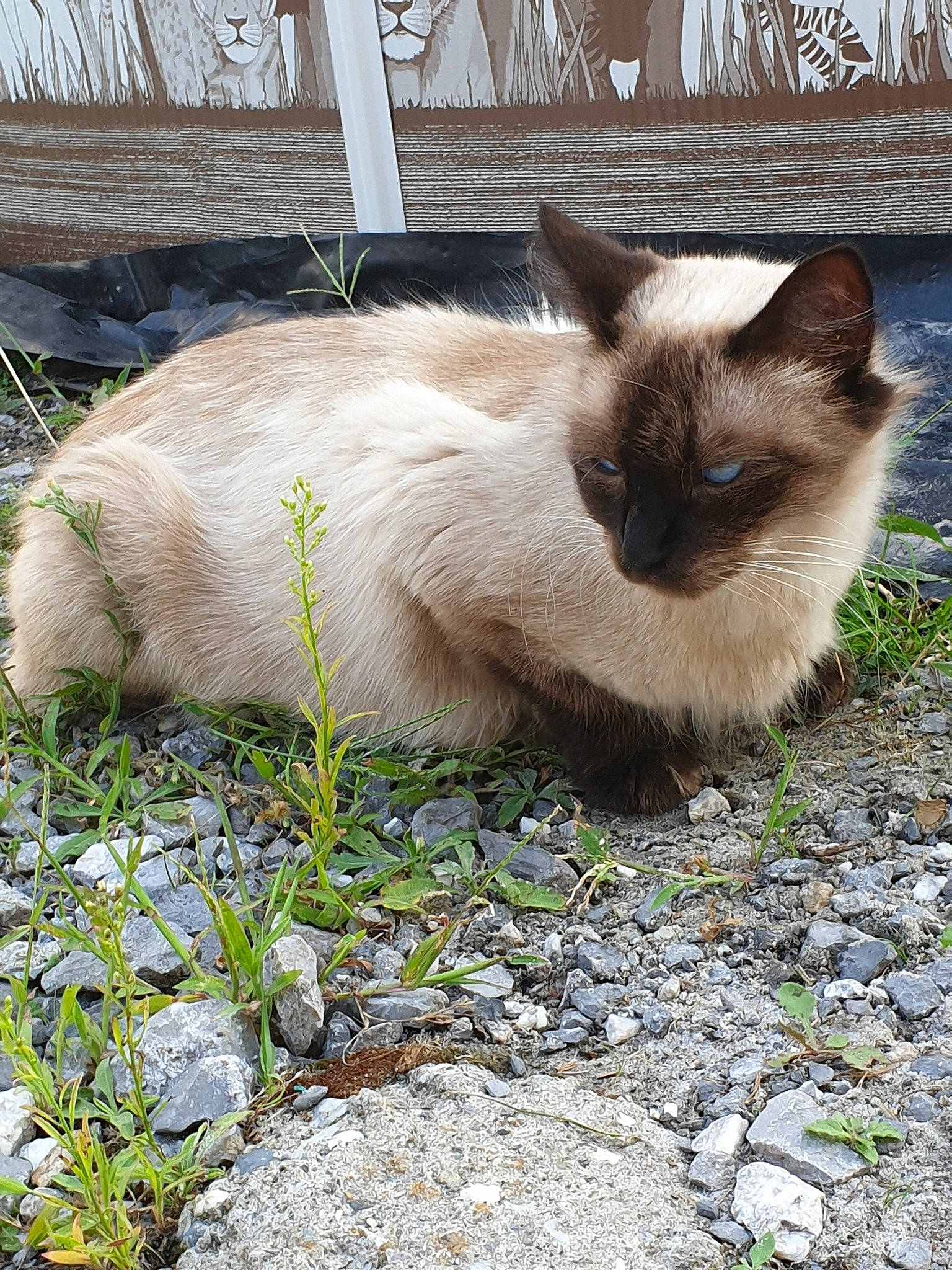 Siska participe au concours pour gagner de l'argent avec cette photo : balinese, birman, burmese, carnivore, cat, fawn, felidae, grass, himalayan, mammal, plant, ragdoll, siamese, small_to_medium_sized_cats, snowshoe, thai, tonkinese, whiskers
