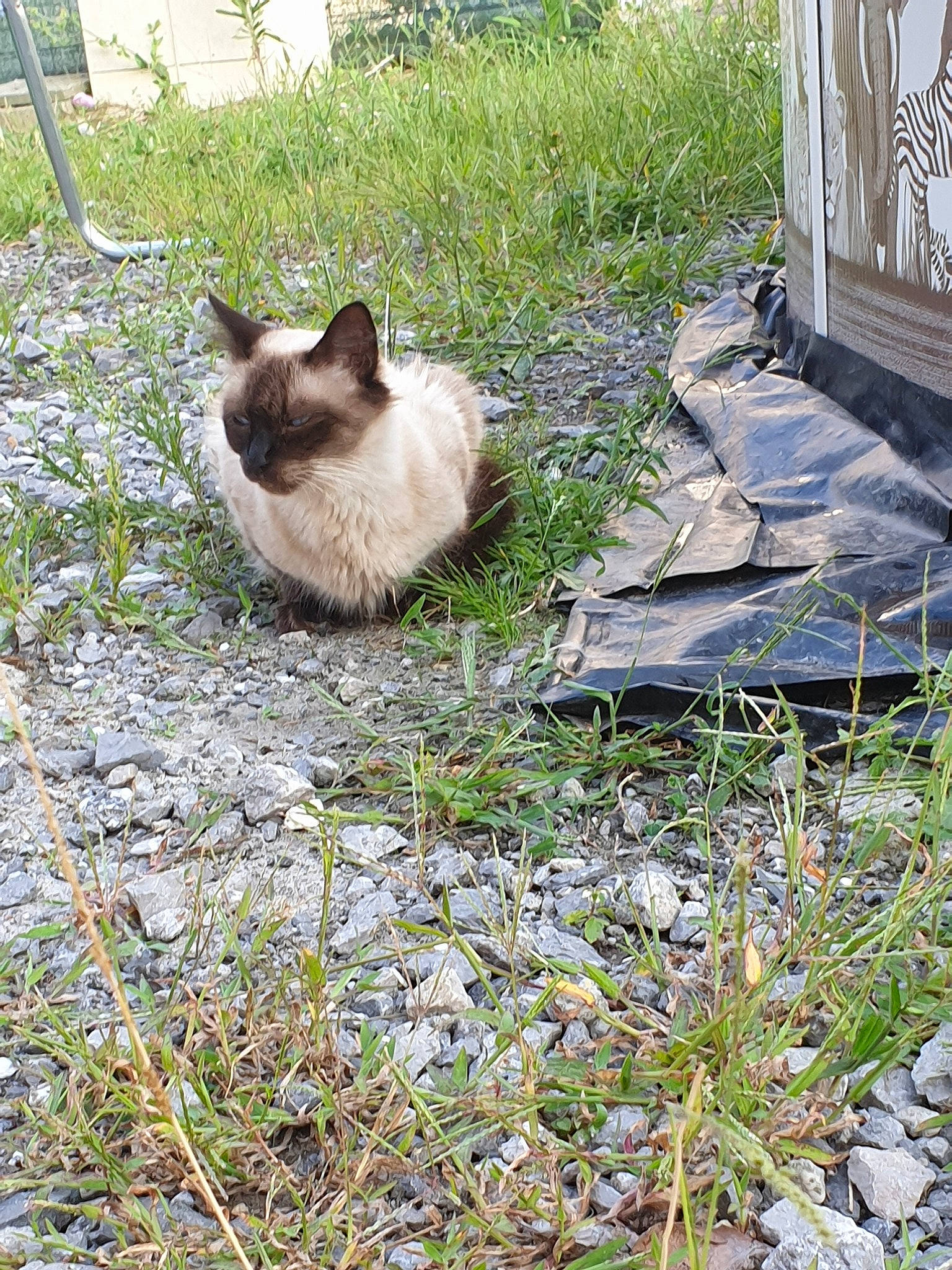 Siska participe au concours pour gagner de l'argent avec cette photo : carnivore, cat, fawn, felidae, grass, plant, ragdoll, siamese, small_to_medium_sized_cats, thai, tonkinese, yard