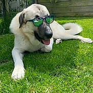 Simba a rejoint le concours — aidez-le/la à gagner de superbes lots ! dog, grass, sunglasses, outdoor, pet, animal, garden, sunny, relaxing, tongue_out, fence, plants, greenery, canine, leisure, summer, daylight, nature, backyard, cool