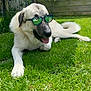 dog, grass, sunglasses, outdoor, pet, animal, garden, sunny, relaxing, tongue_out, fence, plants, greenery, canine, leisure, summer, daylight, nature, backyard, cool