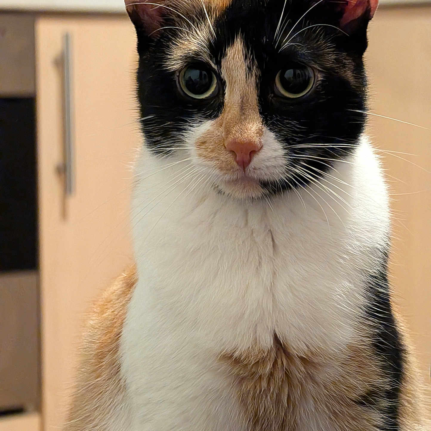 Athena a rejoint le concours — aidez-le/la à gagner de superbes lots ! animal, black, calico, cat, close_up, curious, domestic, ears, eyes, feline, fur, indoor, kitten, nose, orange, pet, portrait, sitting, whiskers, white