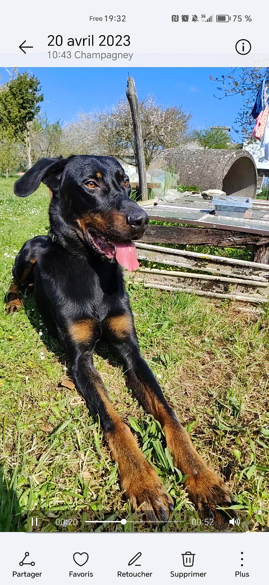 Choko a rejoint le concours — aidez-le/la à gagner de superbes lots ! canidae, carnivore, collar, companion_dog, dobermann, dog, dog_breed, dog_collar, grass, guard_dog, hound, hunting_dog, plant, sky, snout, sporting_group, tail, tree, working_animal, working_dog