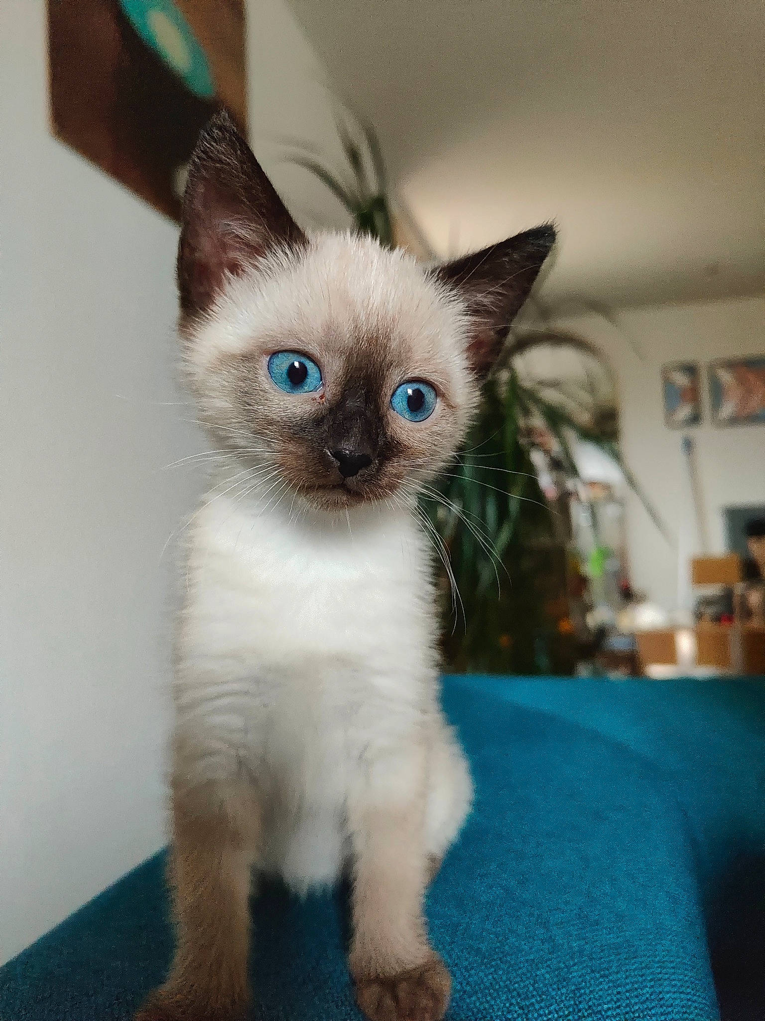 Molly a rejoint le concours — aidez-le/la à gagner de superbes lots ! carnivore, cat, electric_blue, fawn, felidae, fur, picture_frame, siamese, small_to_medium_sized_cats, snout, tail, terrestrial_animal, whiskers