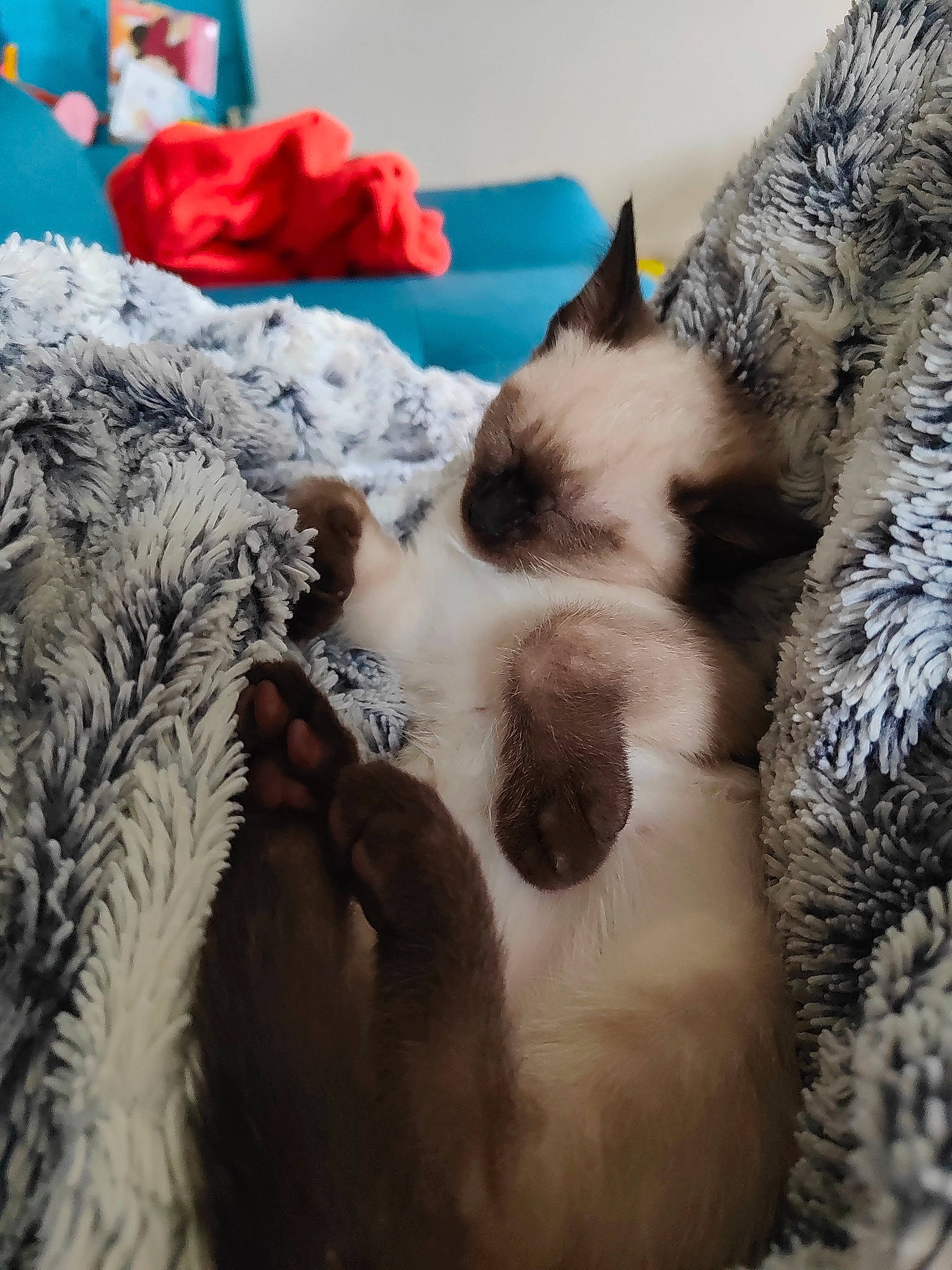 Molly a rejoint le concours — aidez-le/la à gagner de superbes lots ! canidae, carnivore, cat, cloud, comfort, companion_dog, dog_breed, domestic_short_haired_cat, fawn, felidae, fur, linens, paw, sky, small_to_medium_sized_cats, snout, tail, textile, whiskers, wildlife