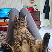 Milo joined the competition — help win amazing prizes! cat, tabby, pet, animal, feline, relaxed, sleepy, sitting, reclining, paws, toe_beans, whiskers, striped_fur, indoors, bedroom, lap, blanket, television, dresser, portrait
