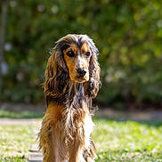 Volt a rejoint le concours — aidez-le/la à gagner de superbes lots ! dog, long_hair, outdoor, grass, pathway, nature, pet, animal, sunlight, garden, canine, brown, black, fur, portrait, standing, beautiful, background_blur, daylight, cute