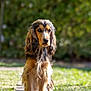 dog, long_hair, outdoor, grass, pathway, nature, pet, animal, sunlight, garden, canine, brown, black, fur, portrait, standing, beautiful, background_blur, daylight, cute