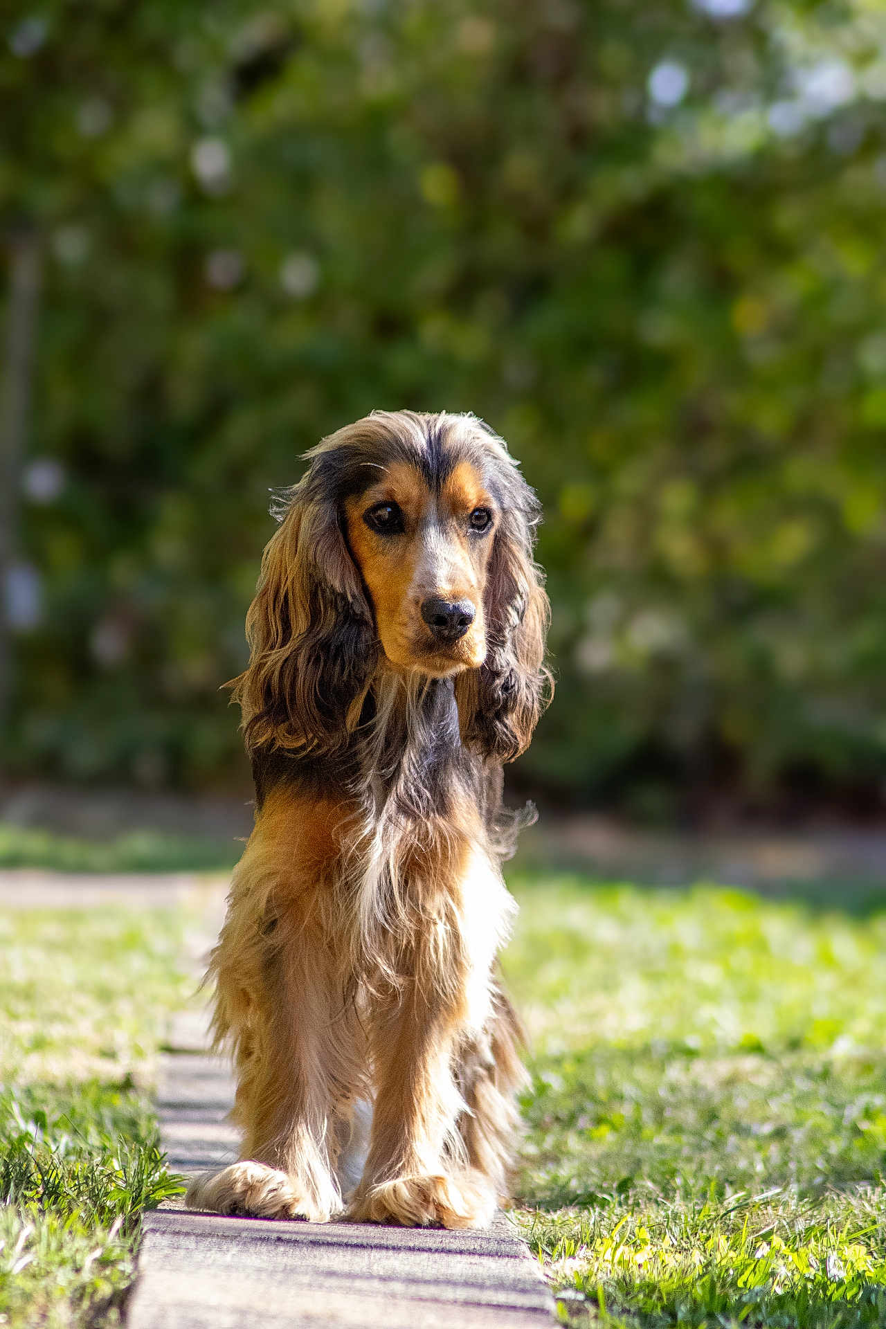 Volt a rejoint le concours — aidez-le/la à gagner de superbes lots ! dog, long_hair, outdoor, grass, pathway, nature, pet, animal, sunlight, garden, canine, brown, black, fur, portrait, standing, beautiful, background_blur, daylight, cute