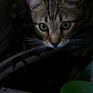 Tibou participe au concours pour gagner de l'argent avec cette photo : abyssinian, animal, cat, kitten, manx, pet