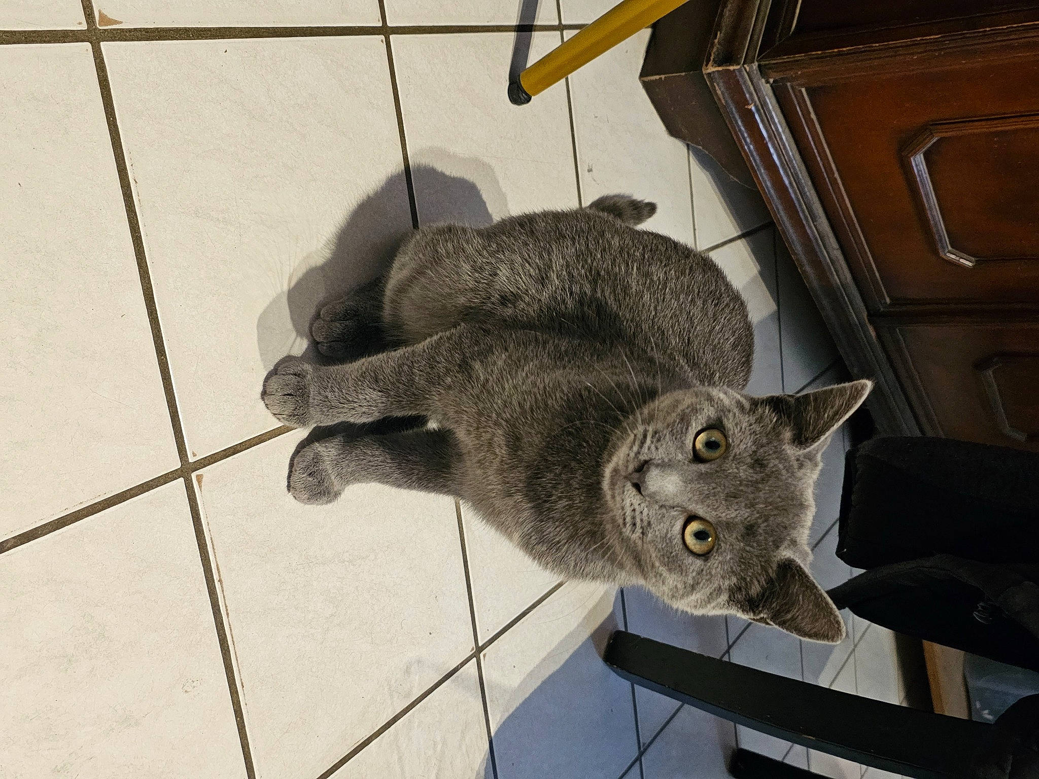 Iris participe au concours pour gagner de l'argent avec cette photo : cabinetry, carnivore, cat, chair, claw, domestic_short_haired_cat, drawer, fawn, felidae, flooring, fur, grey, marsupial, metal, russian_blue, shelf, small_to_medium_sized_cats, tail, whiskers, wood