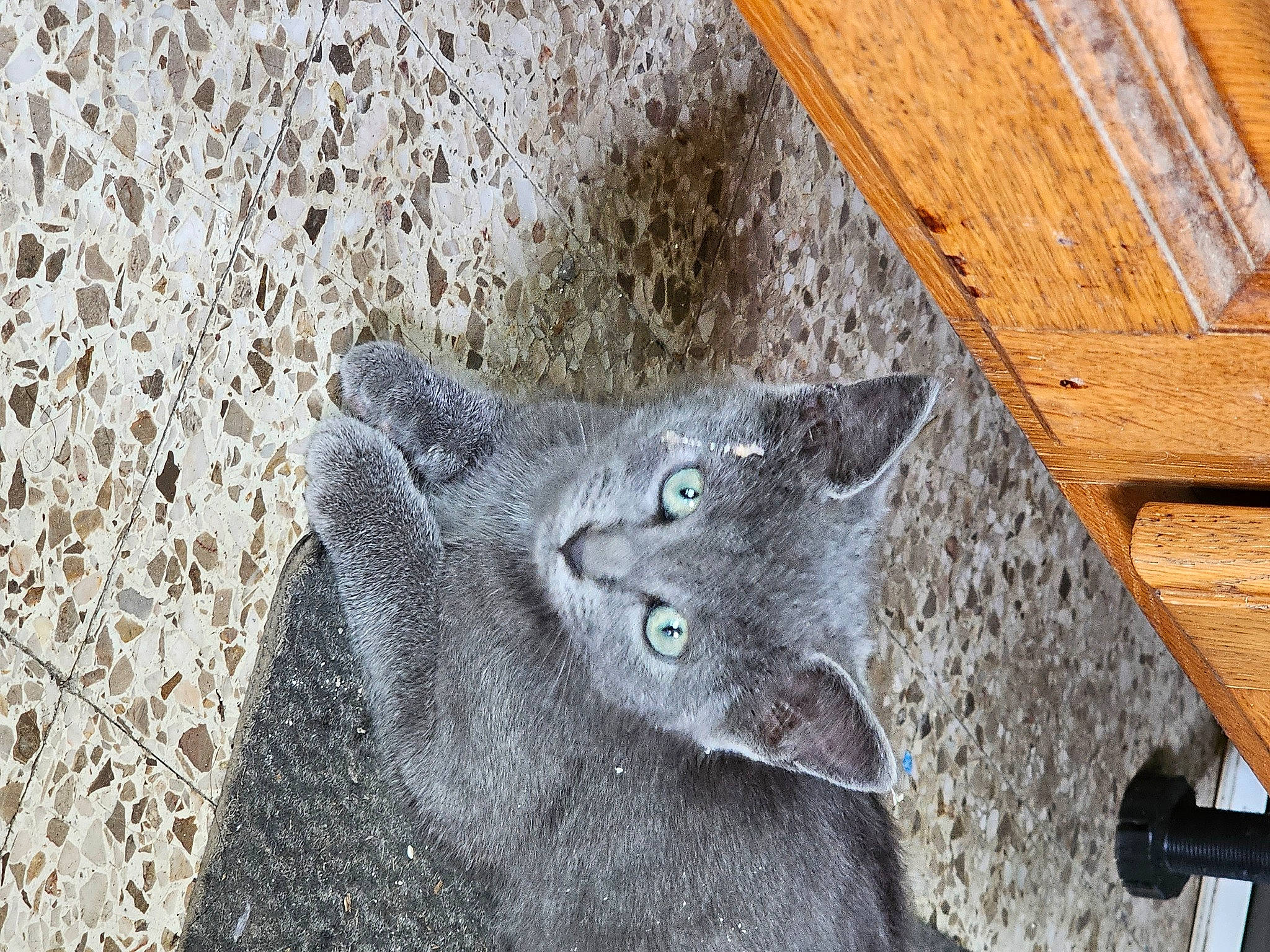 Iris participe au concours pour gagner de l'argent avec cette photo : carnivore, cat, claw, domestic_short_haired_cat, electric_blue, felidae, fur, grey, hardwood, pattern, plank, russian_blue, small_to_medium_sized_cats, snout, tail, terrestrial_animal, whiskers, wood, wood_stain