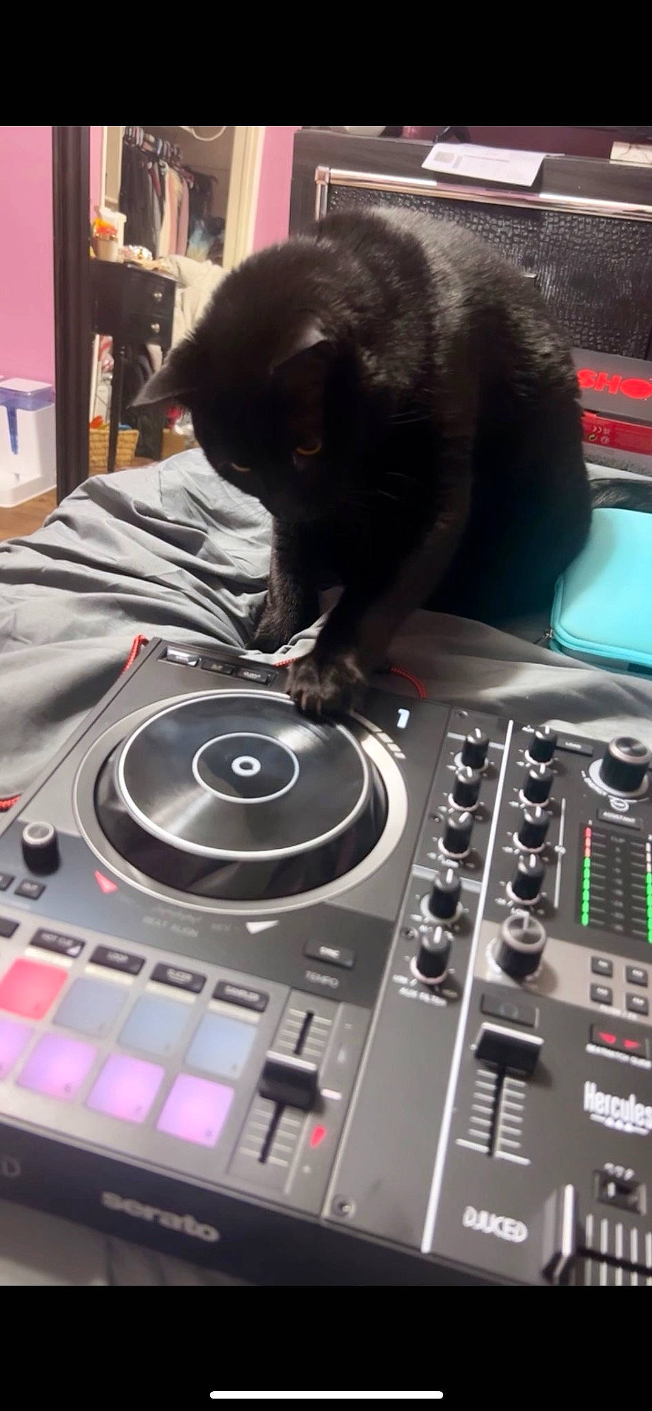 Gato joined the competition — help win amazing prizes! audio_equipment, bombay, cat, cdj, deejay, electronic_device, electronic_instrument, electronic_musical_instrument, electronics, entertainment, felidae, gadget, gramophone_record, machine, media_player, musical_instrument_accessory, record_player, sound_engineer, technology, whiskers