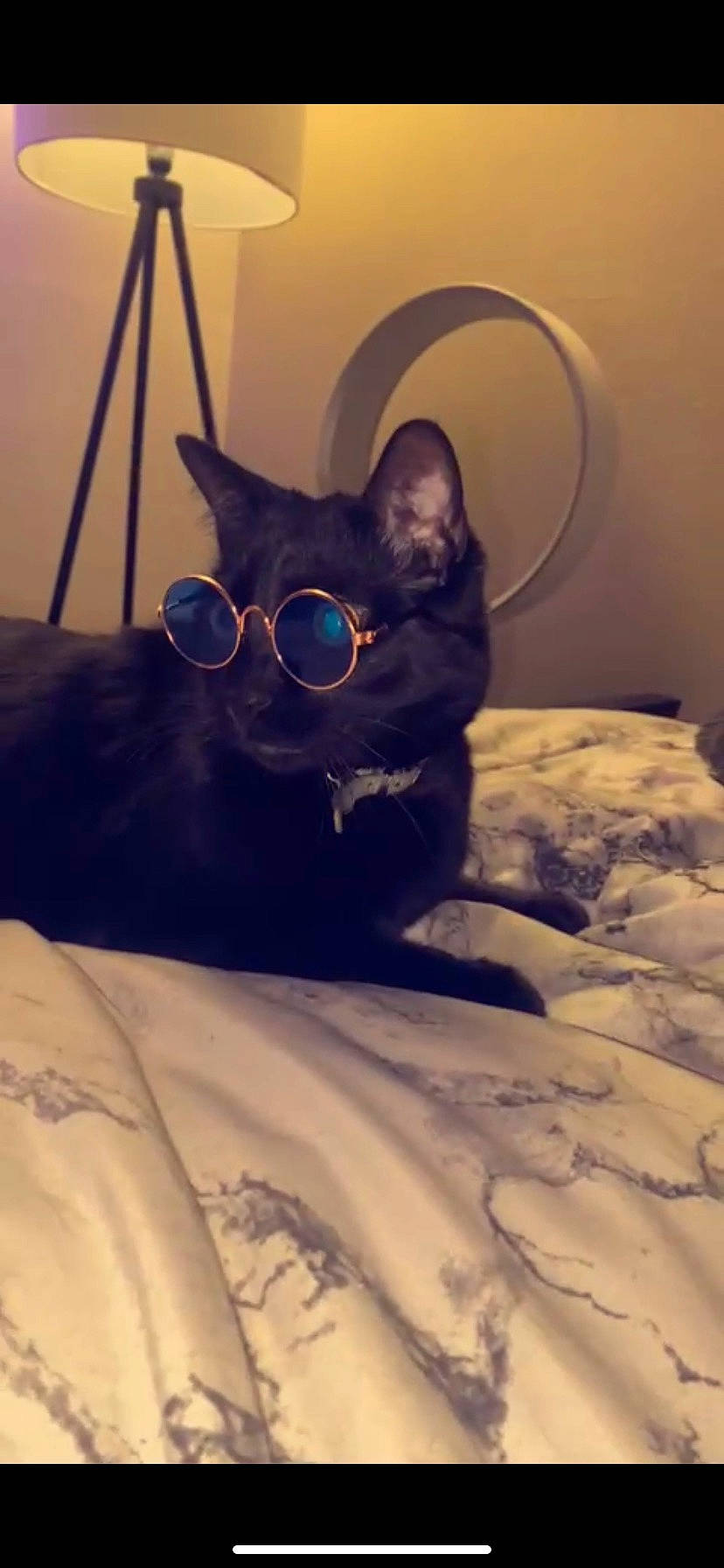 Gato is registered to the contest to win money with this photo: bed, black_cat, carnivore, cat, comfort, domestic_short_haired_cat, electric_blue, eye, eyewear, felidae, fur, glasses, grey, linens, paw, room, small_to_medium_sized_cats, snout, tail, whiskers