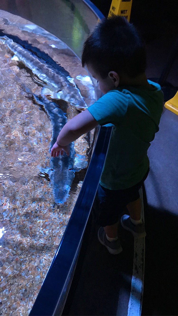 Emmet joined the competition — help win amazing prizes! child, electric_blue, fish, fun, glass, leg, leisure, person, play, recreation, rock, seafood, shadow, shorts, soil, t_shirt, toddler, vacation, water, water_feature