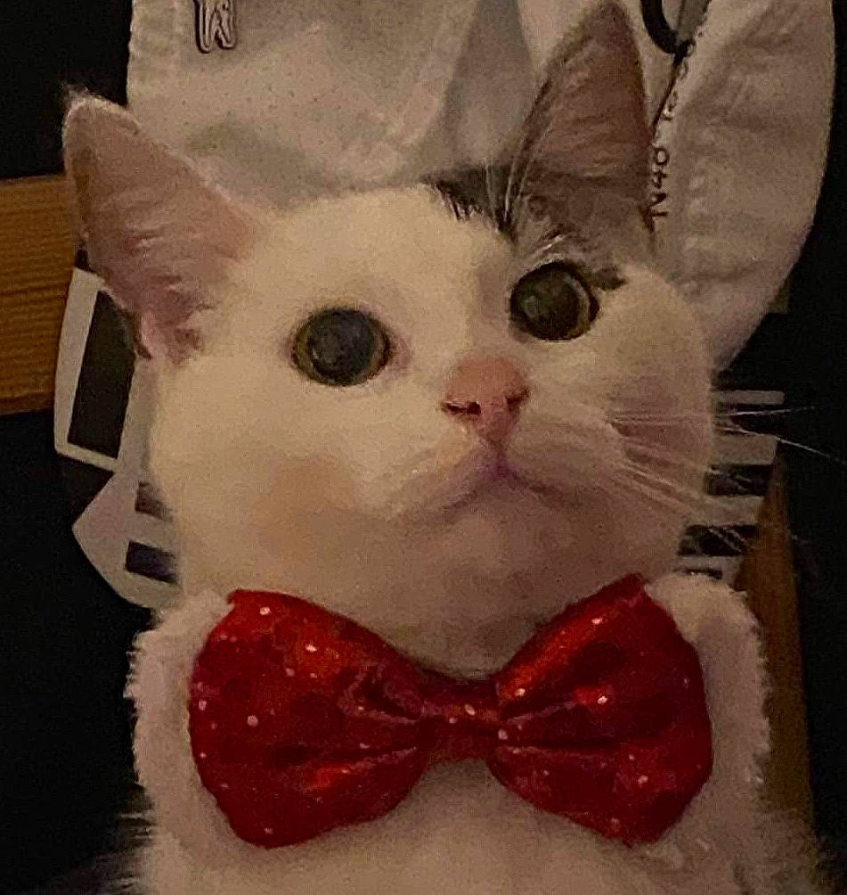 Paula a rejoint le concours — aidez-le/la à gagner de superbes lots ! bow_tie, carmine, carnivore, cat, domestic_short_haired_cat, eyewear, felidae, foot, fur, happy, head, love, moustache, pattern, paw, small_to_medium_sized_cats, snout, square, tail, whiskers