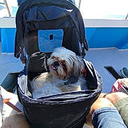 Balou a rejoint le concours — aidez-le/la à gagner de superbes lots ! bag, boat, canine, deck, dog, footwear, legs, net, outdoor, person, pet_carrier, relaxation, sea, shorts, summer, sunlight, tongue_out, travel, vacation, water