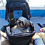 bag, boat, canine, deck, dog, footwear, legs, net, outdoor, person, pet_carrier, relaxation, sea, shorts, summer, sunlight, tongue_out, travel, vacation, water