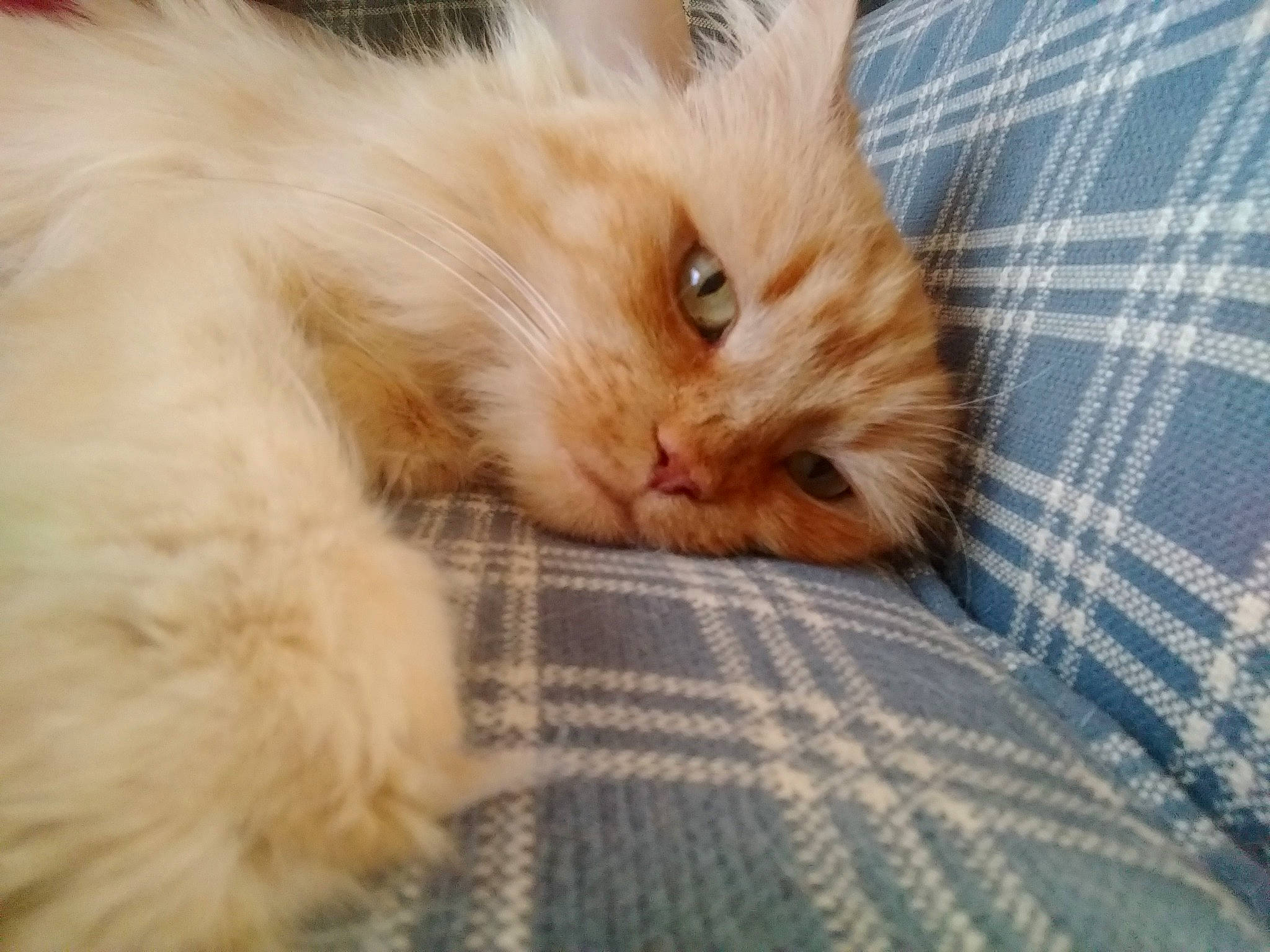 Zoya is registered to the contest to win money with this photo: carnivore, cat, close_up, domestic_long_haired_cat, ear, eye, felidae, fur, iris, kitten, mammal, nose, paw, ragdoll, skin, small_to_medium_sized_cats, snout, textile, turkish_van, whiskers