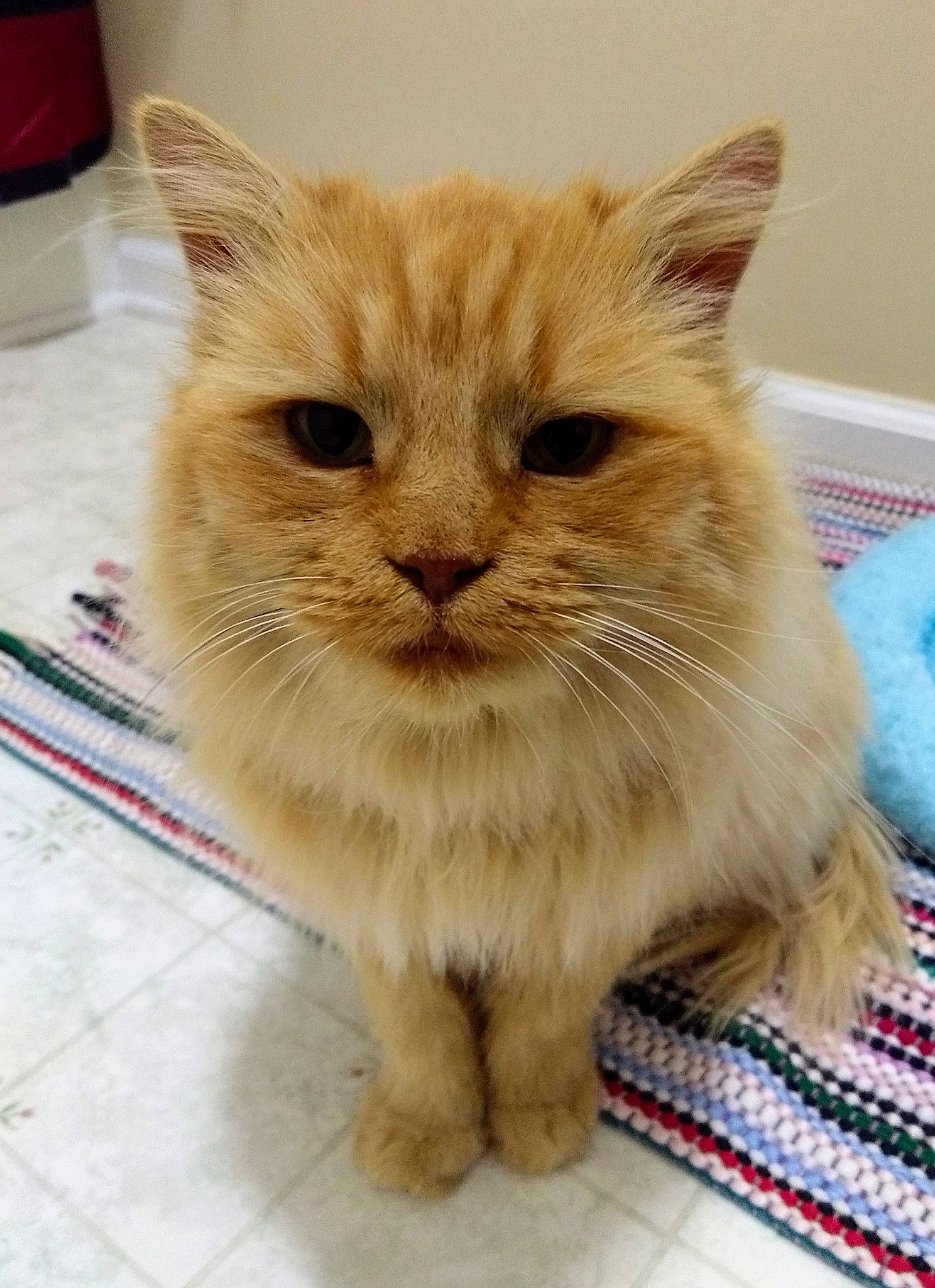 Zoya is registered to the contest to win money with this photo: asian_semi_longhair, british_semi_longhair, carnivore, cat, domestic_long_haired_cat, fawn, felidae, fur, mammal, persian, ragamuffin, small_to_medium_sized_cats, snout, whiskers