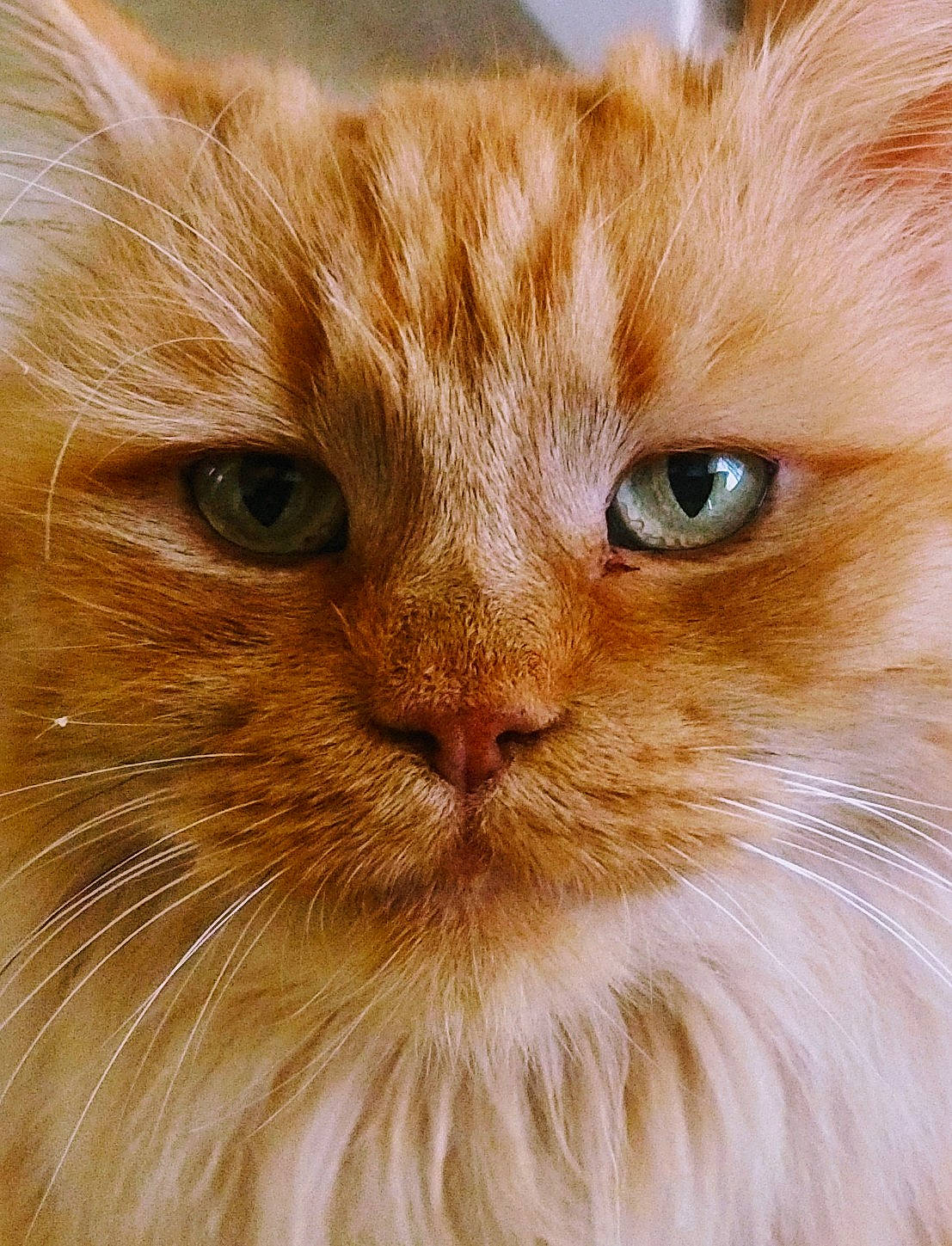 Zoya joined the competition — help win amazing prizes! asian_semi_longhair, british_longhair, british_semi_longhair, carnivore, cat, close_up, domestic_long_haired_cat, eye, fawn, felidae, fur, iris, mammal, nose, persian, siberian, small_to_medium_sized_cats, snout, vertebrate, whiskers