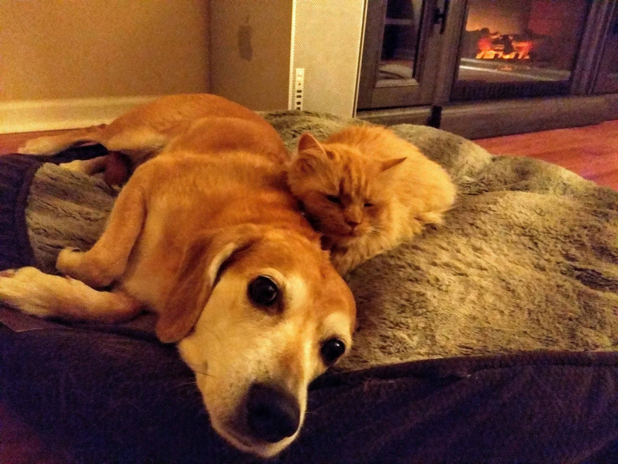 Zoya is registered to the contest to win money with this photo: beagador, canidae, carnivore, comfort, companion_dog, dog, dog_breed, floor, fur, golden_retriever, labrador_retriever, nap, puppy, puppy_love, retriever, sleep, snout, sporting_group, whiskers