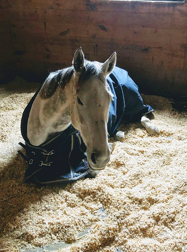 Vendetta is registered to the contest to win money with this photo: bridle, colt, horse, horse_tack, livestock, mammal, mane, mare, mustang_horse, snout, stable, stallion, vertebrate