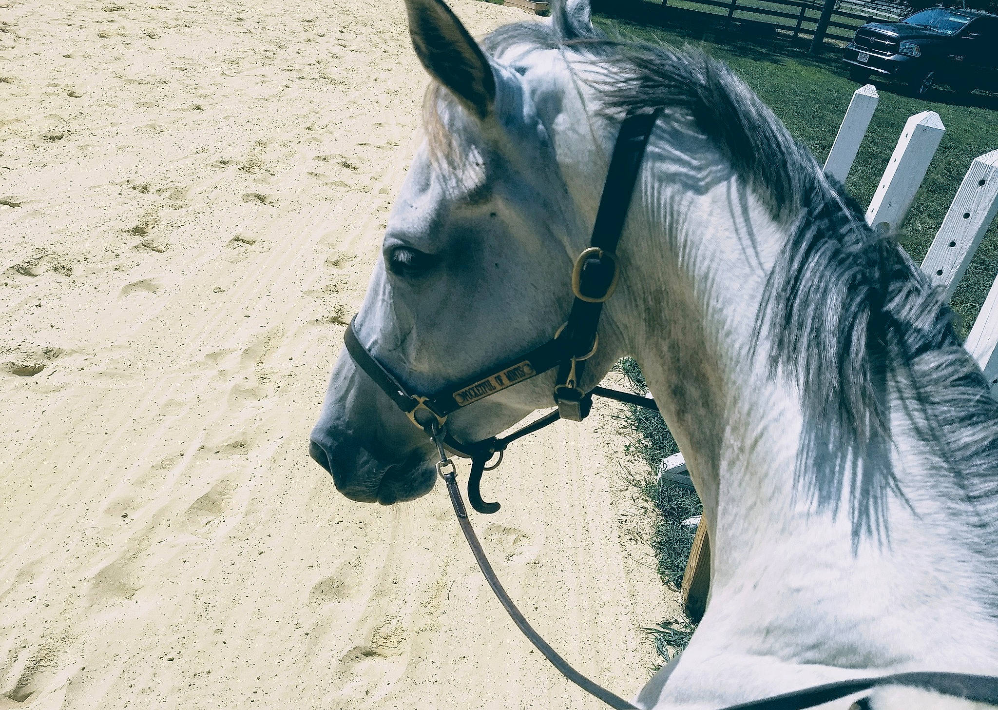 Vendetta is registered to the contest to win money with this photo: bit, bridle, halter, horse, horse_harness, horse_supplies, horse_tack, livestock, mammal, mane, mare, mustang_horse, rein, snout, stallion, vertebrate