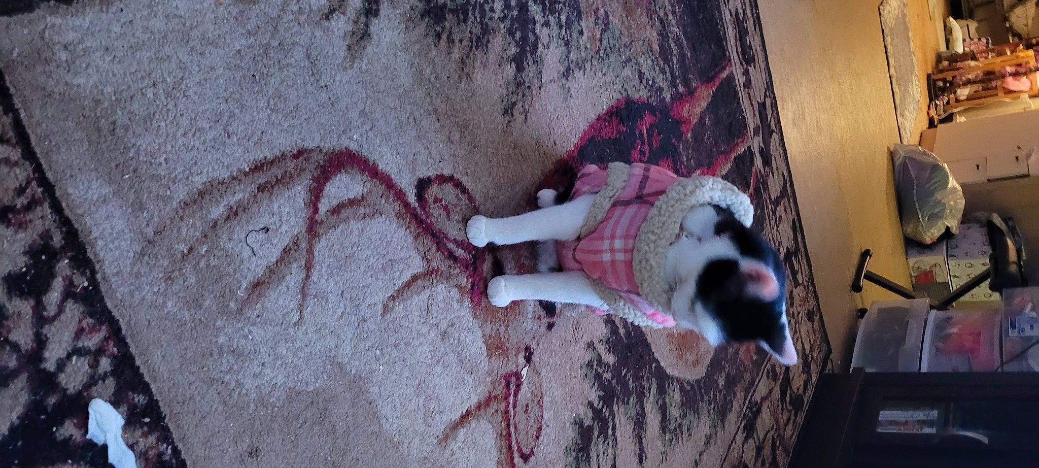 Cookie joined the competition — help win amazing prizes! art, carnivore, companion_dog, dog, dog_breed, dog_supply, fawn, felidae, floor, flooring, fur, grey, linens, magenta, pink, small_to_medium_sized_cats, snout, tail, textile, wood