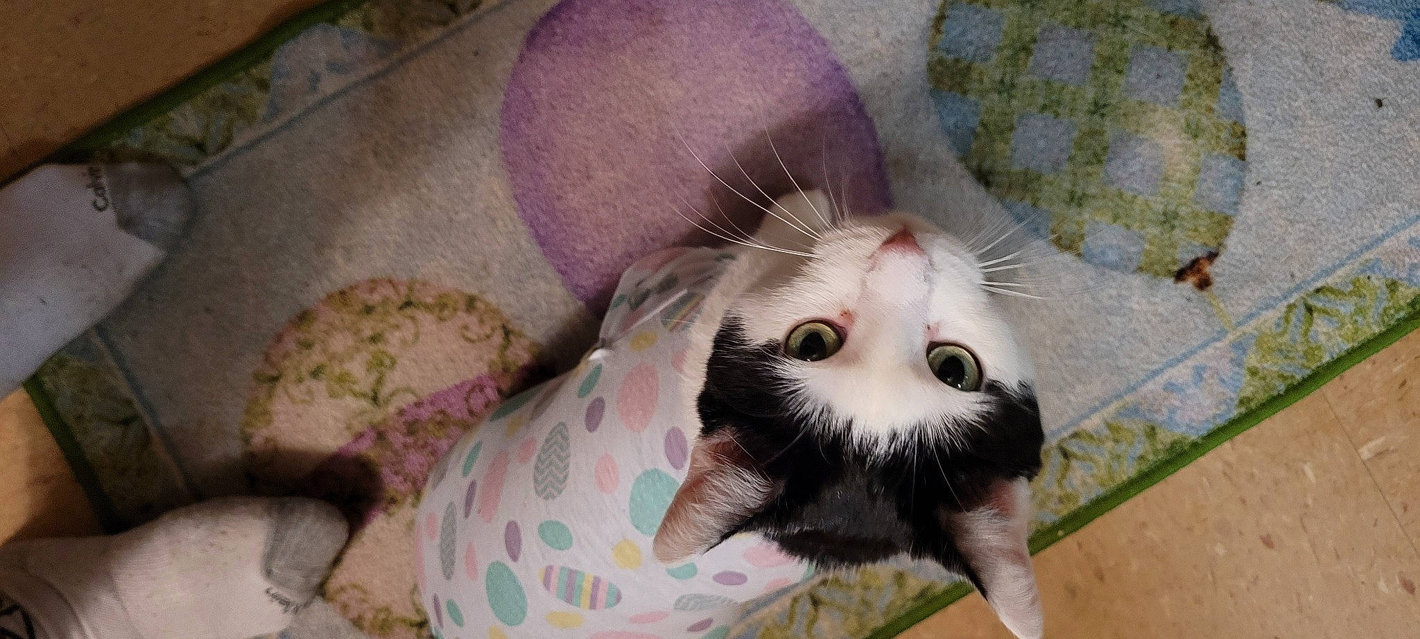 Cookie joined the competition — help win amazing prizes! carnivore, cat, cat_supply, claw, comfort, couch, domestic_short_haired_cat, fawn, felidae, foot, fur, linens, paw, small_to_medium_sized_cats, snout, stuffed_toy, tail, teddy_bear, toy, whiskers