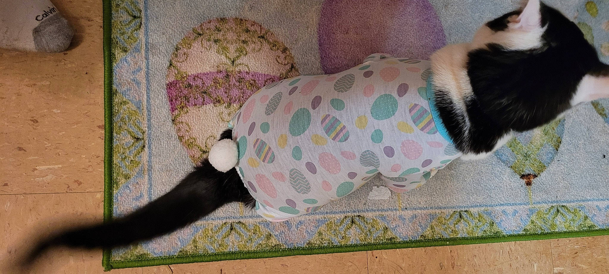 Cookie joined the competition — help win amazing prizes! art, baby_products, carnivore, comfort, companion_dog, couch, dog, dog_breed, dog_clothes, dog_supply, fawn, felidae, linens, pattern, pet_supply, stuffed_toy, tail, textile, toy, visual_arts