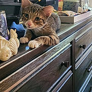 Cinnamon is registered to the contest to win money with this photo: kitten, cat, tabby, wooden_dresser, indoor, lamp, clock, ceramic_figurine, curtains, household_items, furniture, pet, animal, cozy, relaxed, tabletop, decor, curious, brown, white