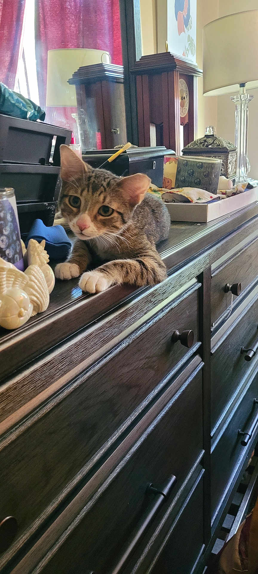 Cinnamon is registered to the contest to win money with this photo: kitten, cat, tabby, wooden_dresser, indoor, lamp, clock, ceramic_figurine, curtains, household_items, furniture, pet, animal, cozy, relaxed, tabletop, decor, curious, brown, white