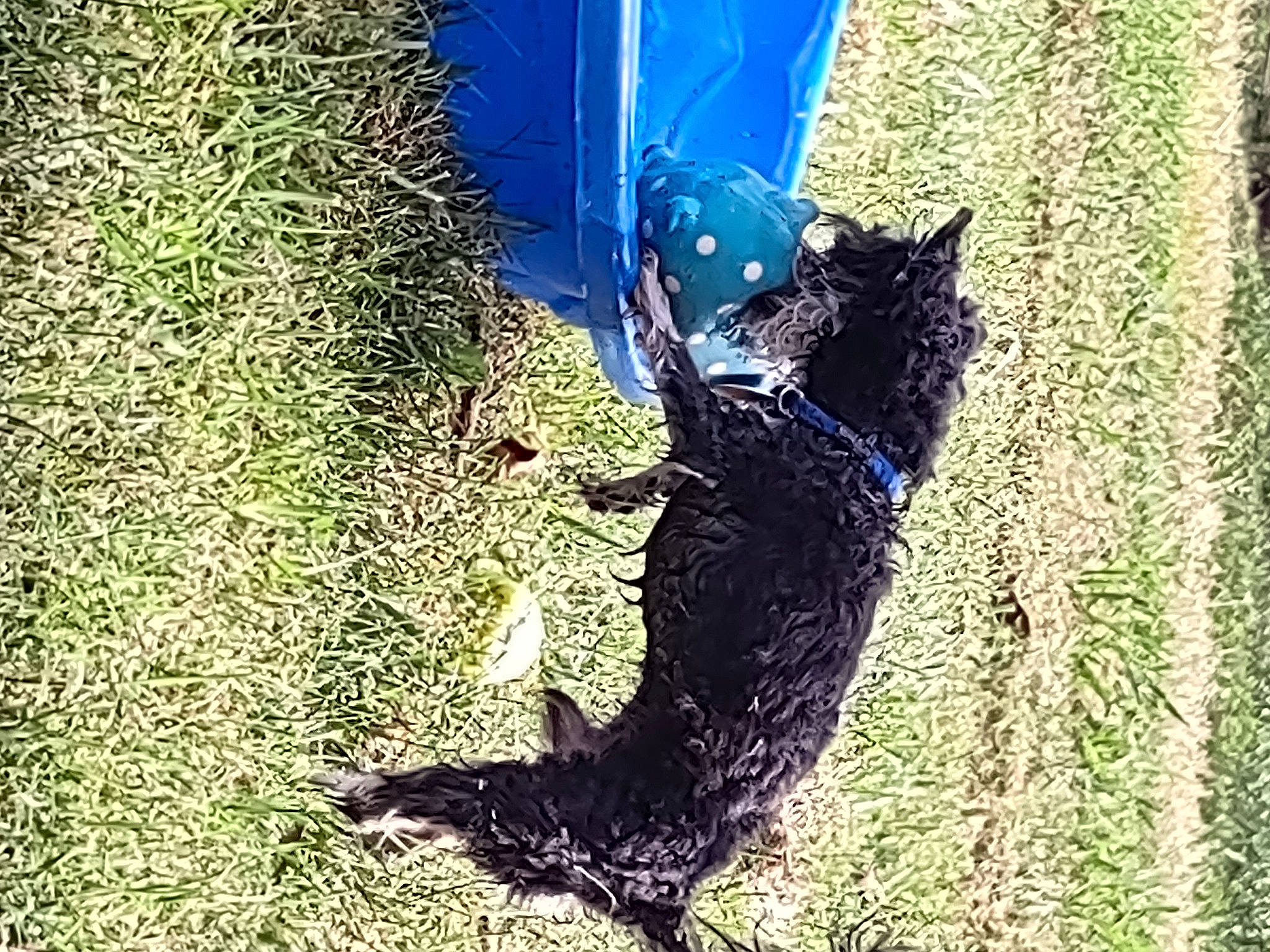 Spanky joined the competition — help win amazing prizes! beak, black_cat, canidae, carnivore, cat, dog_breed, domestic_short_haired_cat, electric_blue, feather, felidae, grass, organism, plant, small_to_medium_sized_cats, soil, sporting_group, tail, terrestrial_animal, trunk, whiskers