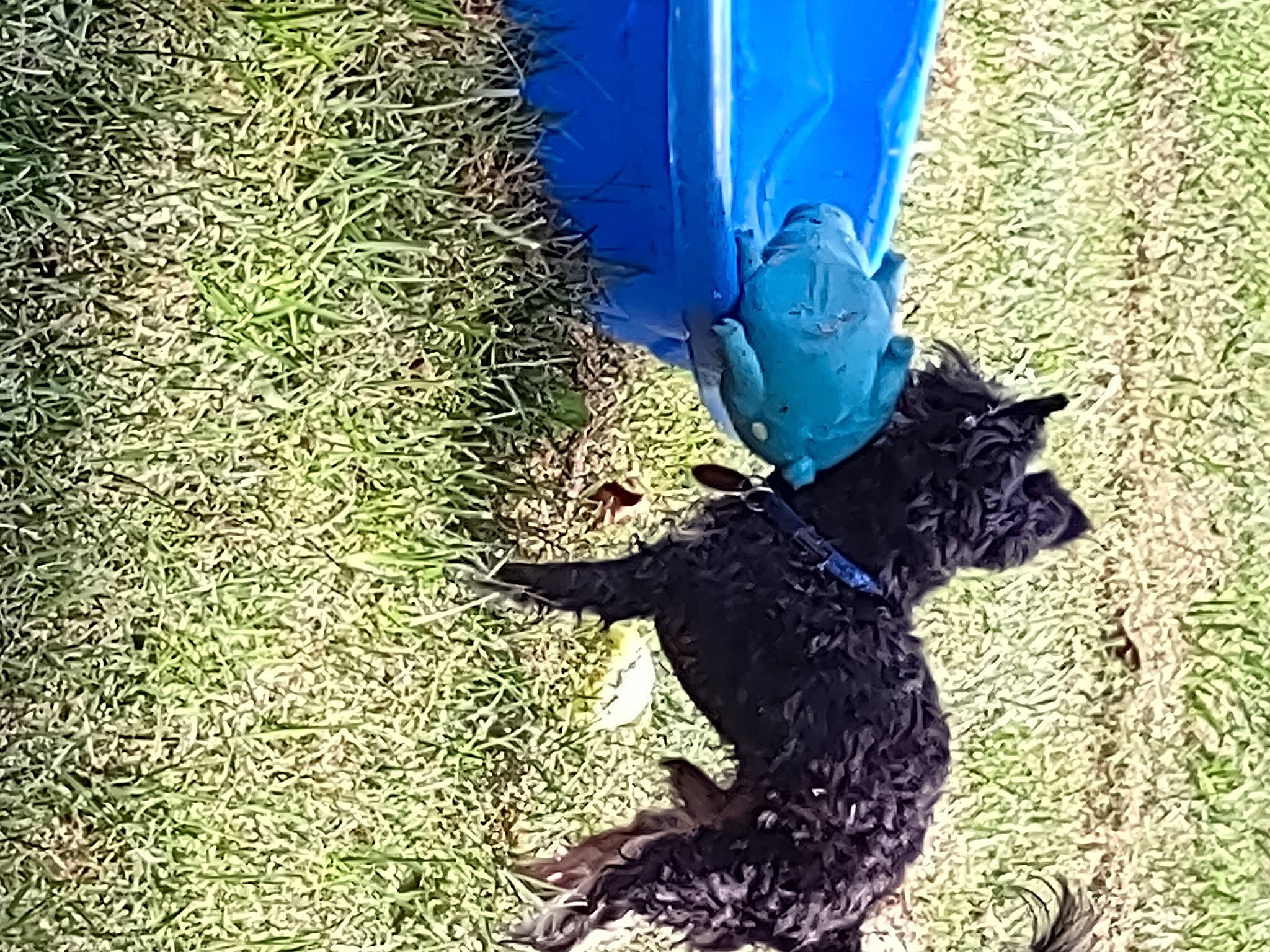 Spanky joined the competition — help win amazing prizes! carnivore, cat, dog_breed, domestic_short_haired_cat, electric_blue, felidae, fur, grass, grass_family, lawn, people_in_nature, plant, shadow, small_to_medium_sized_cats, soil, tail, tints_and_shades, tree, trunk, whiskers