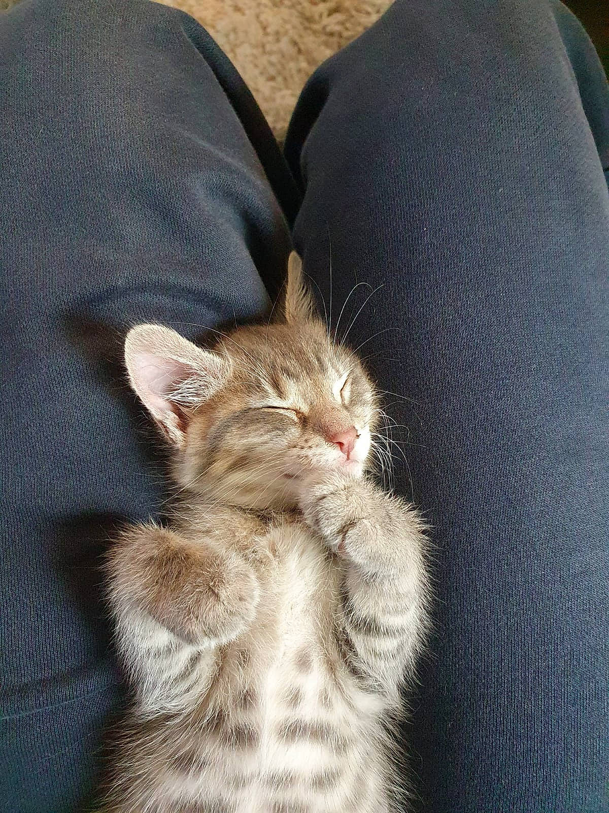 Minnie participe au concours pour gagner de l'argent avec cette photo : asian, carnivore, cat, comfort, domestic_short_haired_cat, ear, european_shorthair, fawn, felidae, fur, kitten, mammal, nap, paw, polydactyl_cat, skin, small_to_medium_sized_cats, tabby_cat, whiskers