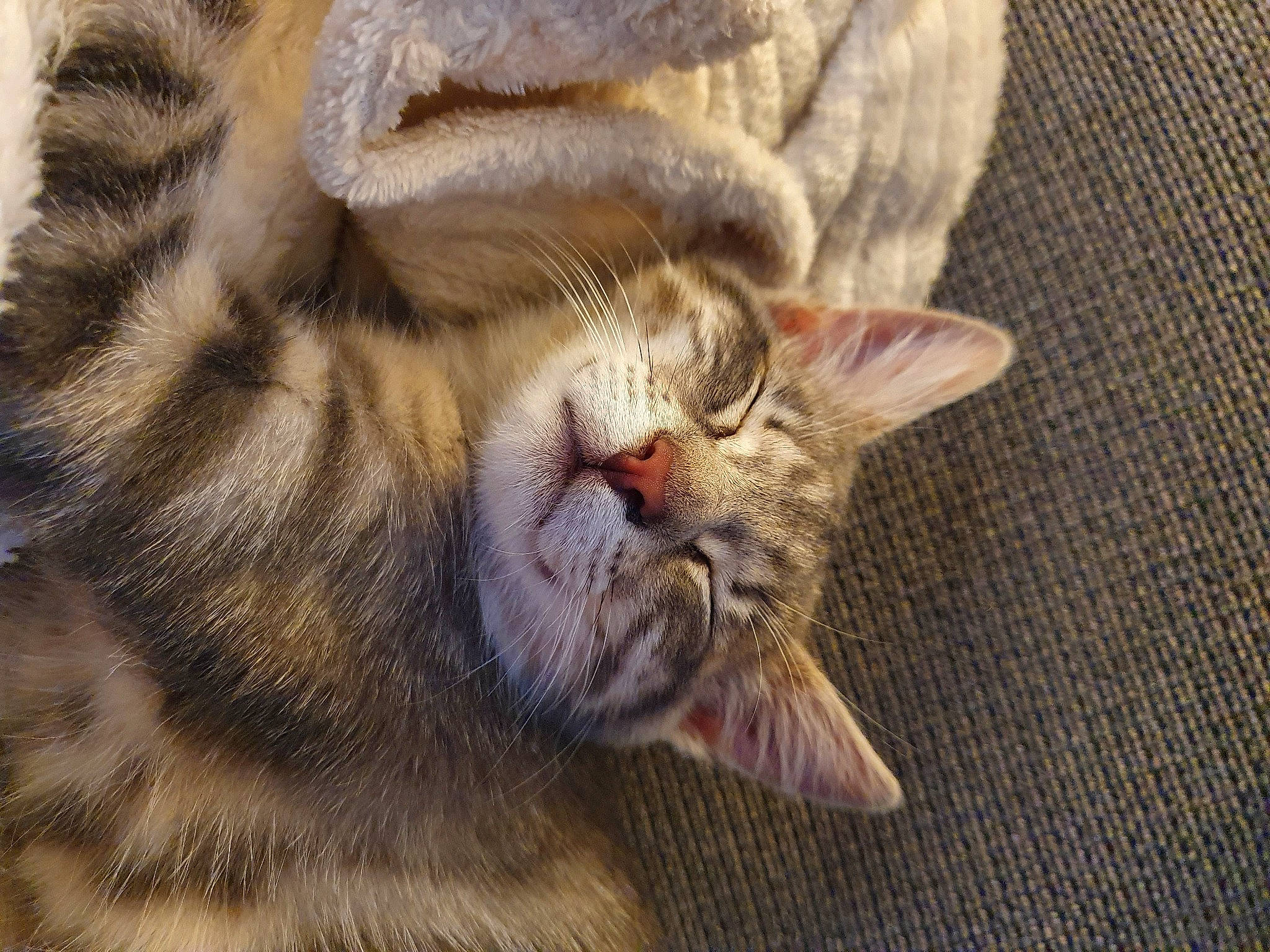 Minnie a rejoint le concours — aidez-le/la à gagner de superbes lots ! american_shorthair, asian, carnivore, cat, close_up, domestic_short_haired_cat, dragon_li, ear, european_shorthair, facial_expression, felidae, kitten, mammal, ocicat, pixie_bob, small_to_medium_sized_cats, snout, sokoke, tabby_cat, whiskers