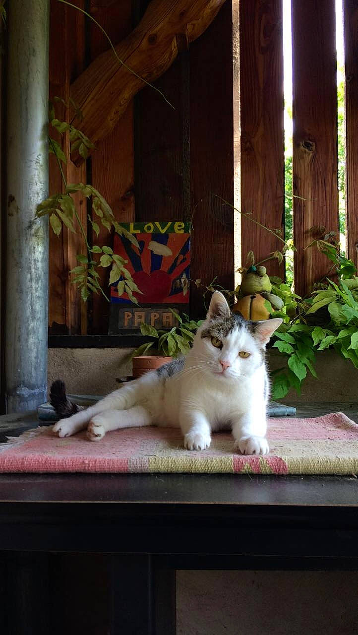 Frimousse participe au concours pour gagner de l'argent avec cette photo : aegean_cat, asian, carnivore, cat, fawn, felidae, kitten, polydactyl_cat, small_to_medium_sized_cats, turkish_angora, turkish_van, whiskers, window