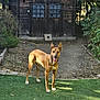 alert, animal, broken_window, brown_dog, bush, canine, daylight, dog, garden, grass, nature, outdoor, pet, rustic, shed, standing, sunlight, tongue_out, tree, wooden_shed