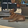 animal, backyard, brown_dog, canine, chair, daylight, dog, ears_up, furniture, garden, outdoor, patio, pet, plant, potted_plant, relaxed, resting, sunlight, table, tile_floor
