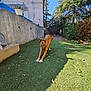 Rico participe au concours pour gagner de l'argent avec cette photo : artificial_grass, brown_dog, canine, daylight, dog, fence, garden, leaves, nature, outdoor, pet, plant, playful, potted_plant, shadow, shed, stretching, sunlight, tree, yard