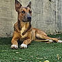 animal, brown_fur, calm, canine, concrete_wall, dog, domestic_animal, ears_up, grass, lying_down, mammal, natural_light, nature, outdoor, pet, quiet, relaxed, resting, side_view, white_paws