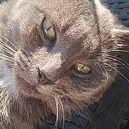 Monsieur Minou a rejoint le concours — aidez-le/la à gagner de superbes lots ! cat, gray_cat, close_up, outdoor, sunlight, relaxed, whiskers, feline, pet, fur, green_eyes, chair, woven_chair, texture, animal, resting, daylight, macro, portrait, cute