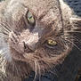cat, gray_cat, close_up, outdoor, sunlight, relaxed, whiskers, feline, pet, fur, green_eyes, chair, woven_chair, texture, animal, resting, daylight, macro, portrait, cute