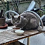 Monsieur Minou participe au concours pour gagner de l'argent avec cette photo : cat, gray_cat, table, wooden_table, food_bowl, water_bowl, potted_plant, outdoor, garden, metal_chair, animal, pet, feline, eyes, fur, nature, background, plant, daylight, resting