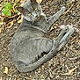 animal, cat, close_up, curious, daylight, ears, feline, green_eyes, grey_cat, ground, leaves, lying_down, nature, outdoor, pet, relaxed, soil, tail, whiskers, wildlife
