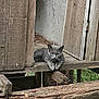 Monsieur Minou participe au concours pour gagner de l'argent avec cette photo : animal, animal_portrait, cat, closeup, daylight, ears, feline, focus, gray_cat, looking, nature, old_wood, outdoor, pet, rustic, sitting, texture, whiskers, wood, wooden_structure